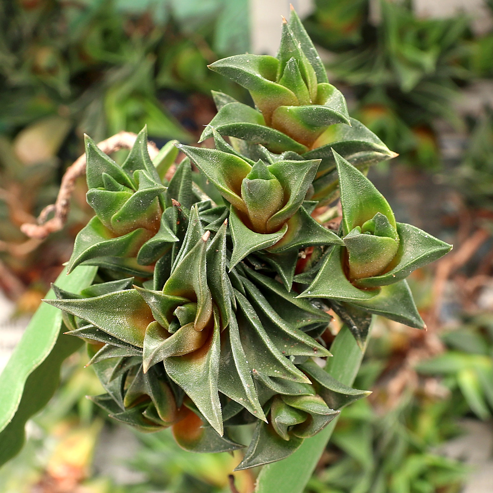 Do I just sit the bare root Hyworthia Viscosa in a dimple on top of soil to plant it and treat as other Hyworthia??