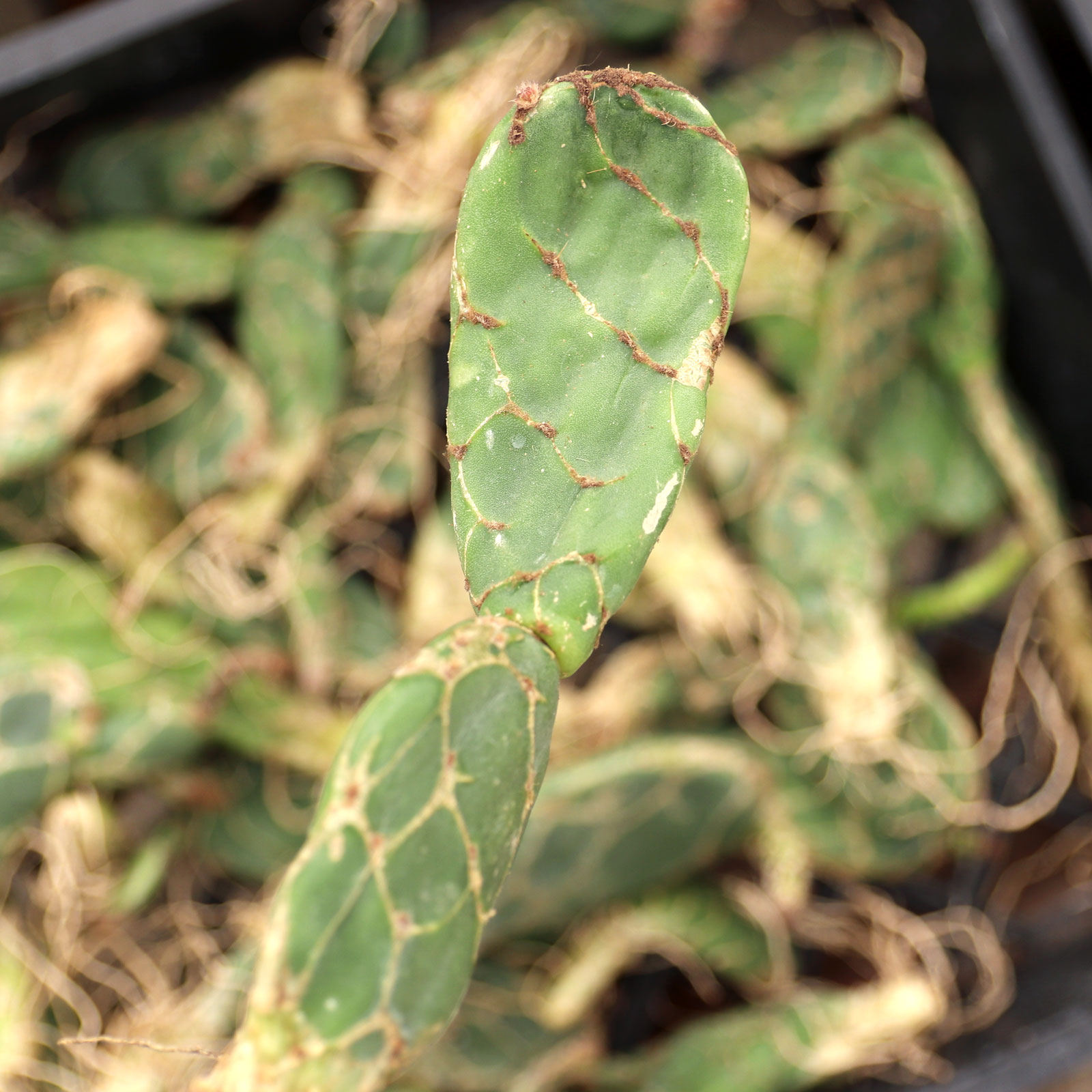 Opuntia tuna 'Cobra' [bare root] Questions & Answers