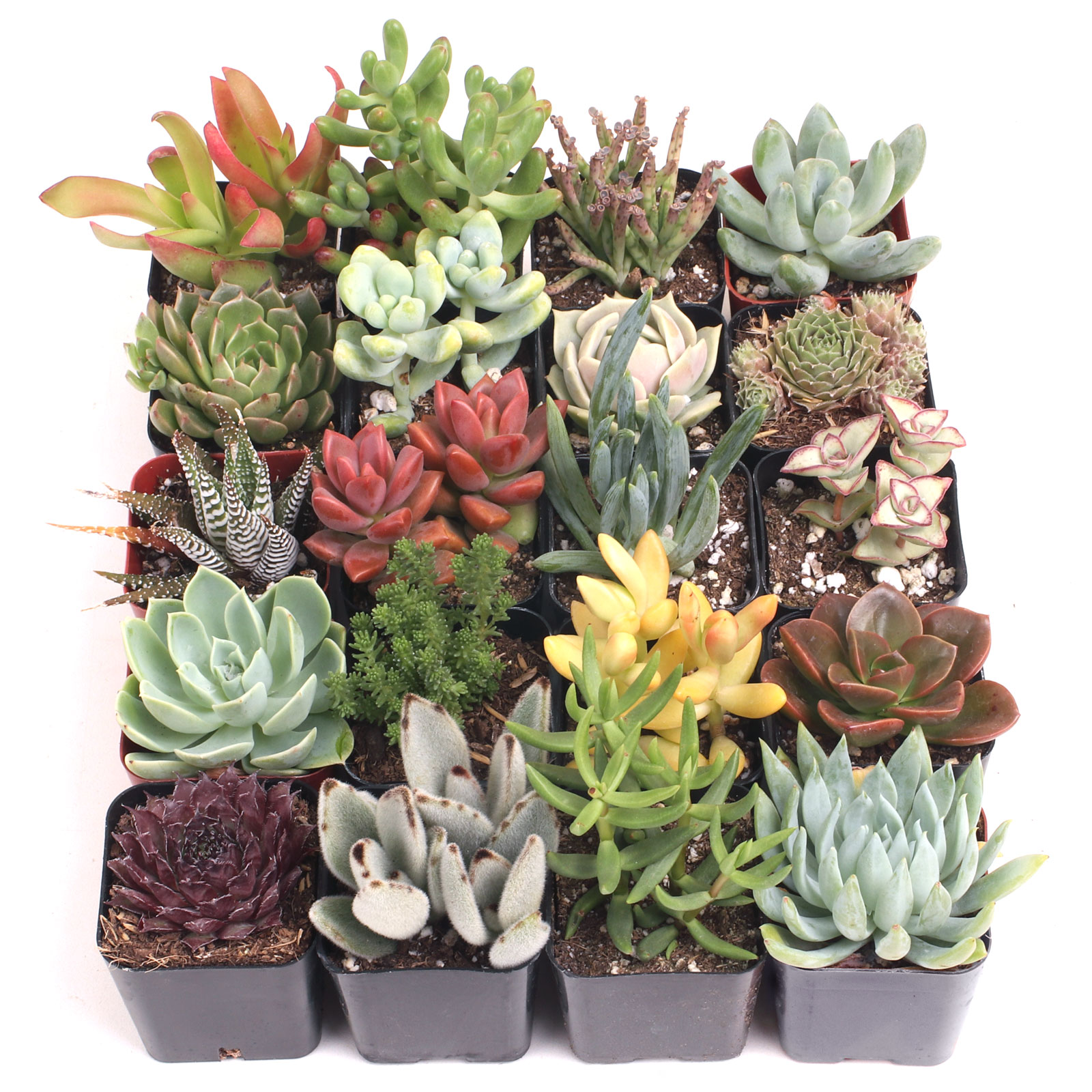 MCG 20 Special™ Bulk Succulent Assortment - 20 Types - 2in Pots Questions & Answers