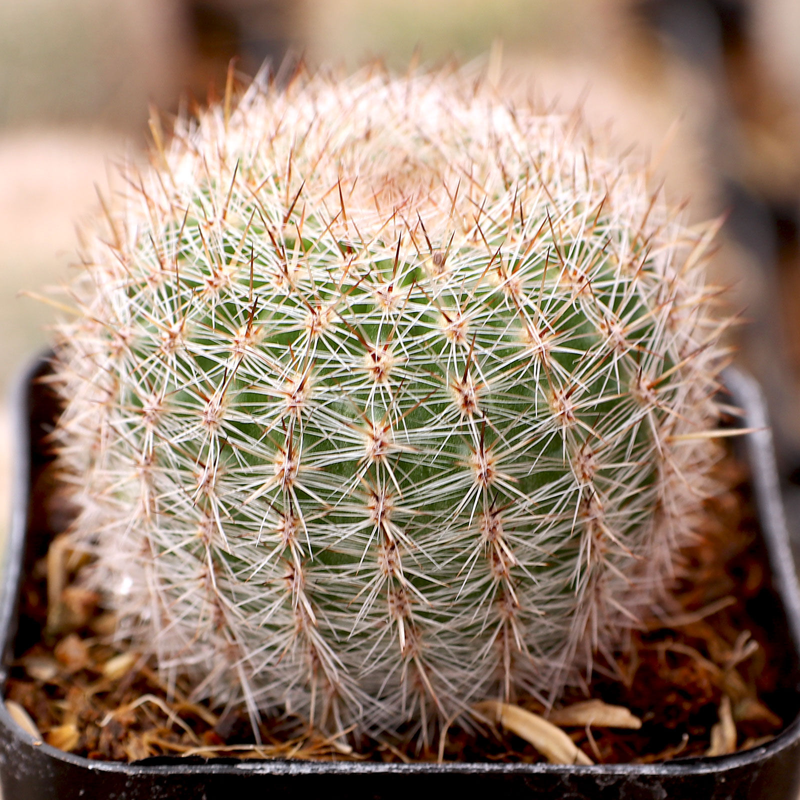 Echinopsis aurea Questions & Answers