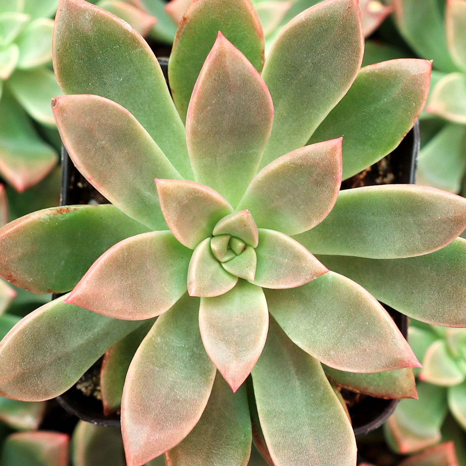 Graptoveria 'April Dawn' Questions & Answers