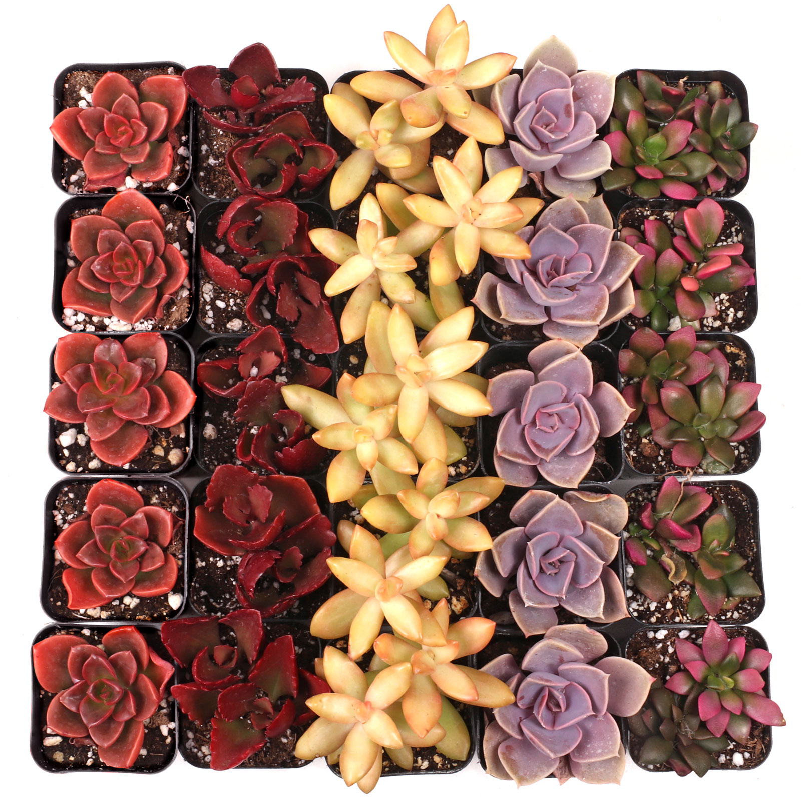 MCG Nuthin' But Color™ 25 Bulk Succulents - 5 Types w/ ID - 2in Pots Questions & Answers