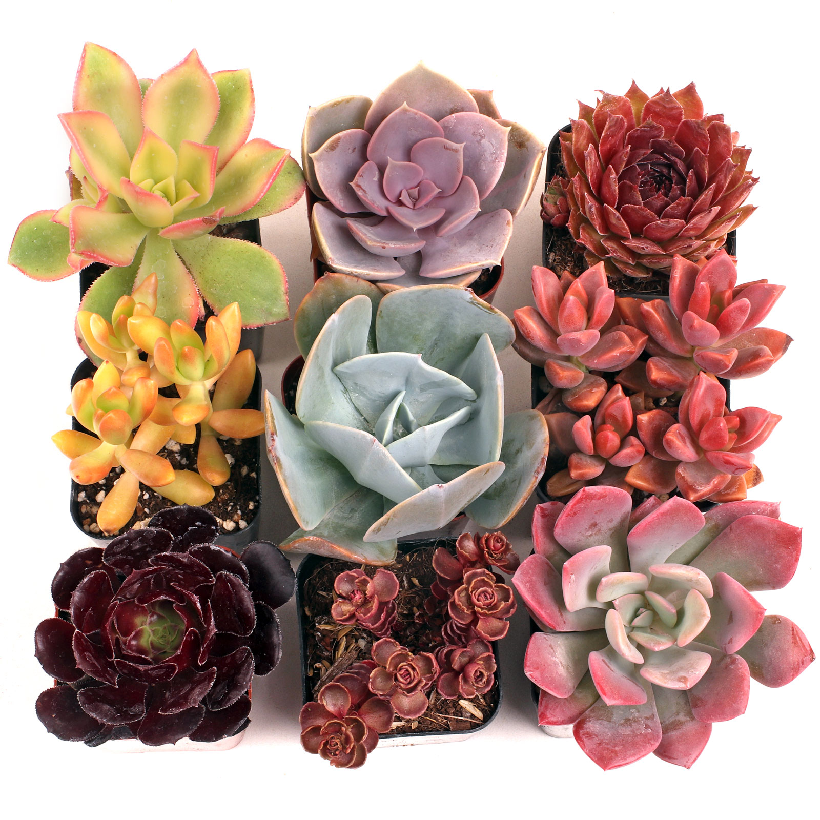 MCG Nuthin' But Color™ Succulent Set of 9 - 2in Pots Questions & Answers