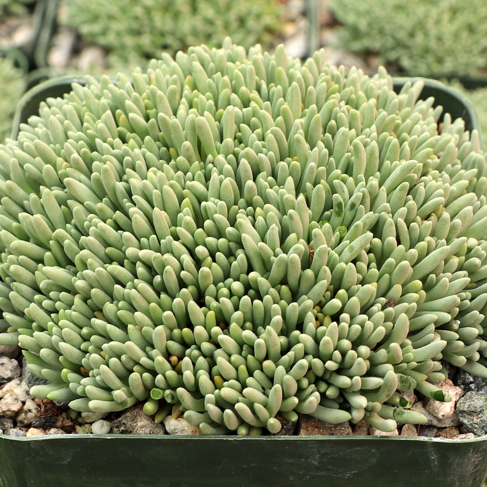 Delosperma sphalmanthoides - Tufted Ice Plant [large] Questions & Answers