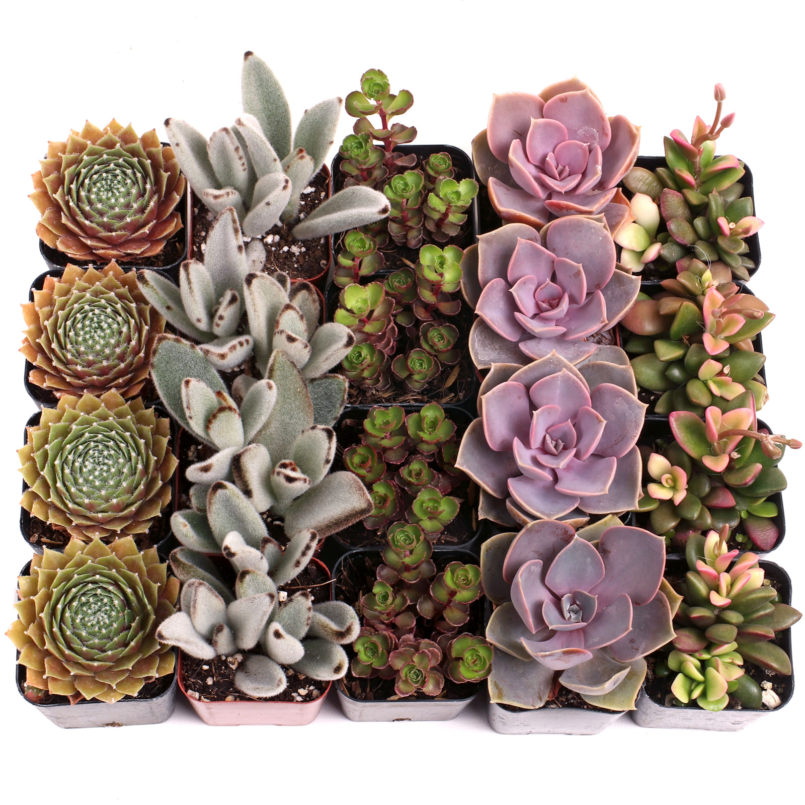 MCG 20 Special™ Bulk Succulent Assortment - 5 Types - 4 of Each - 2in Pots Questions & Answers