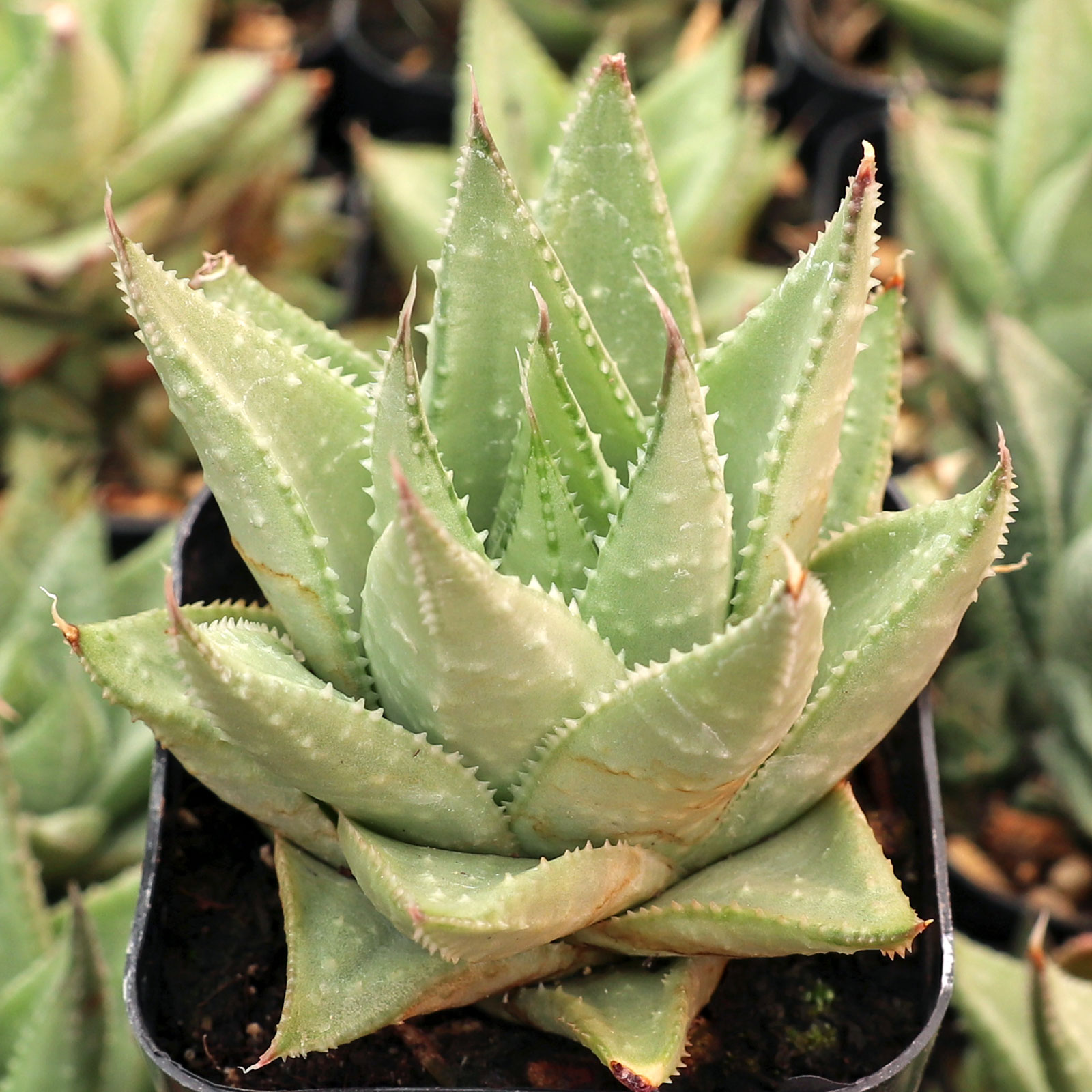 Gasteraloe 'Silver Swirls' Questions & Answers
