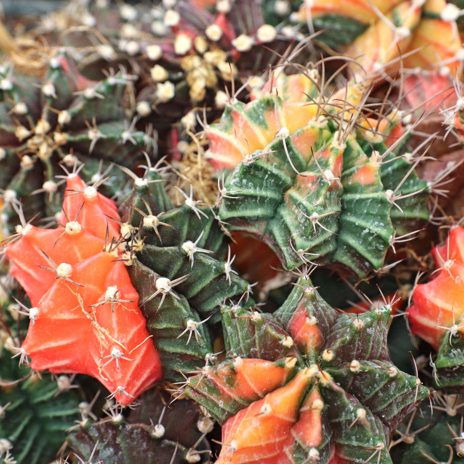 Gymnocalycium mihanovichii f. variegata - Variegated Moon Cactus [bare root] [1.75-2.5"] Questions & Answers