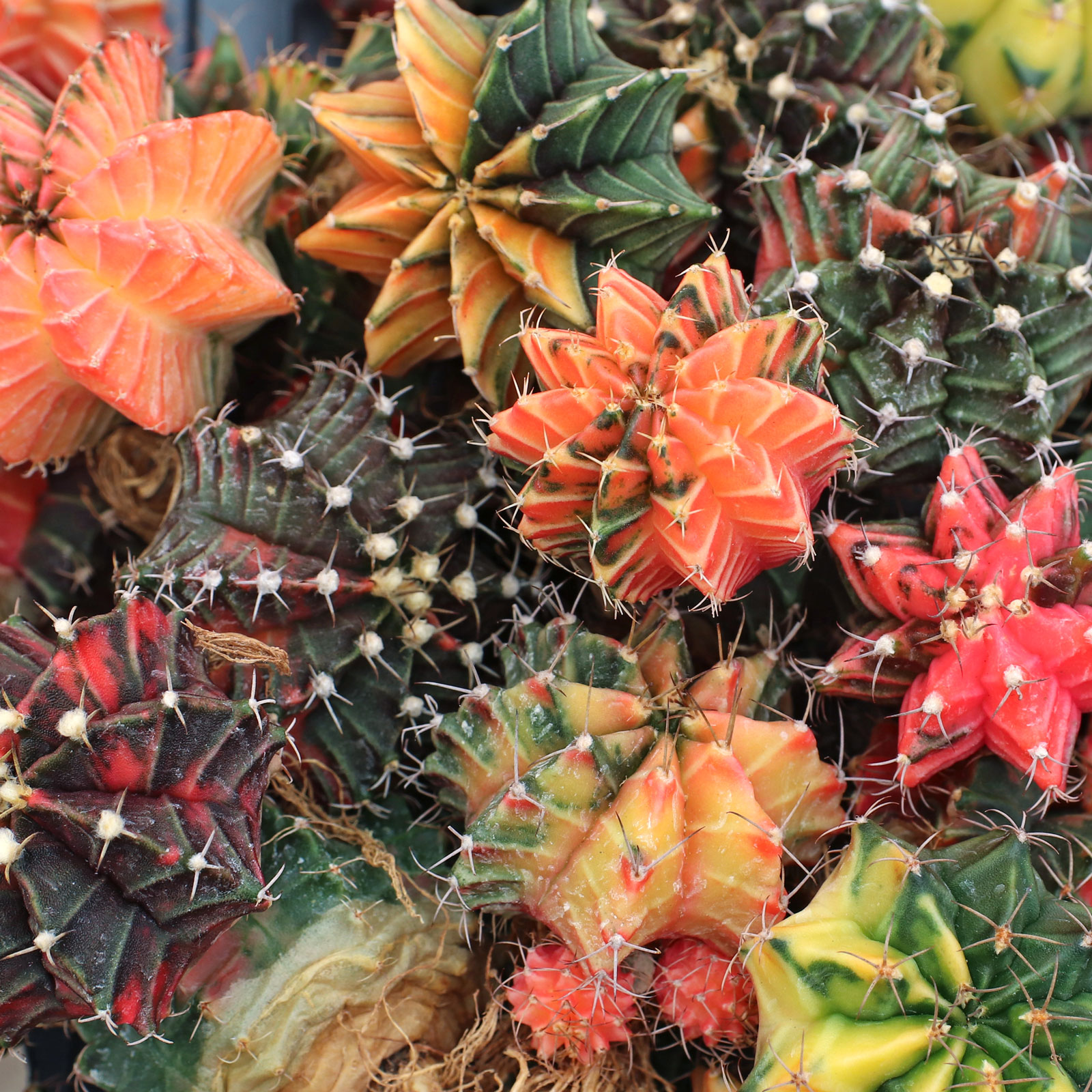 Are these beautiful variegated  moon cactus grafted to a host?  The listing is unclear.