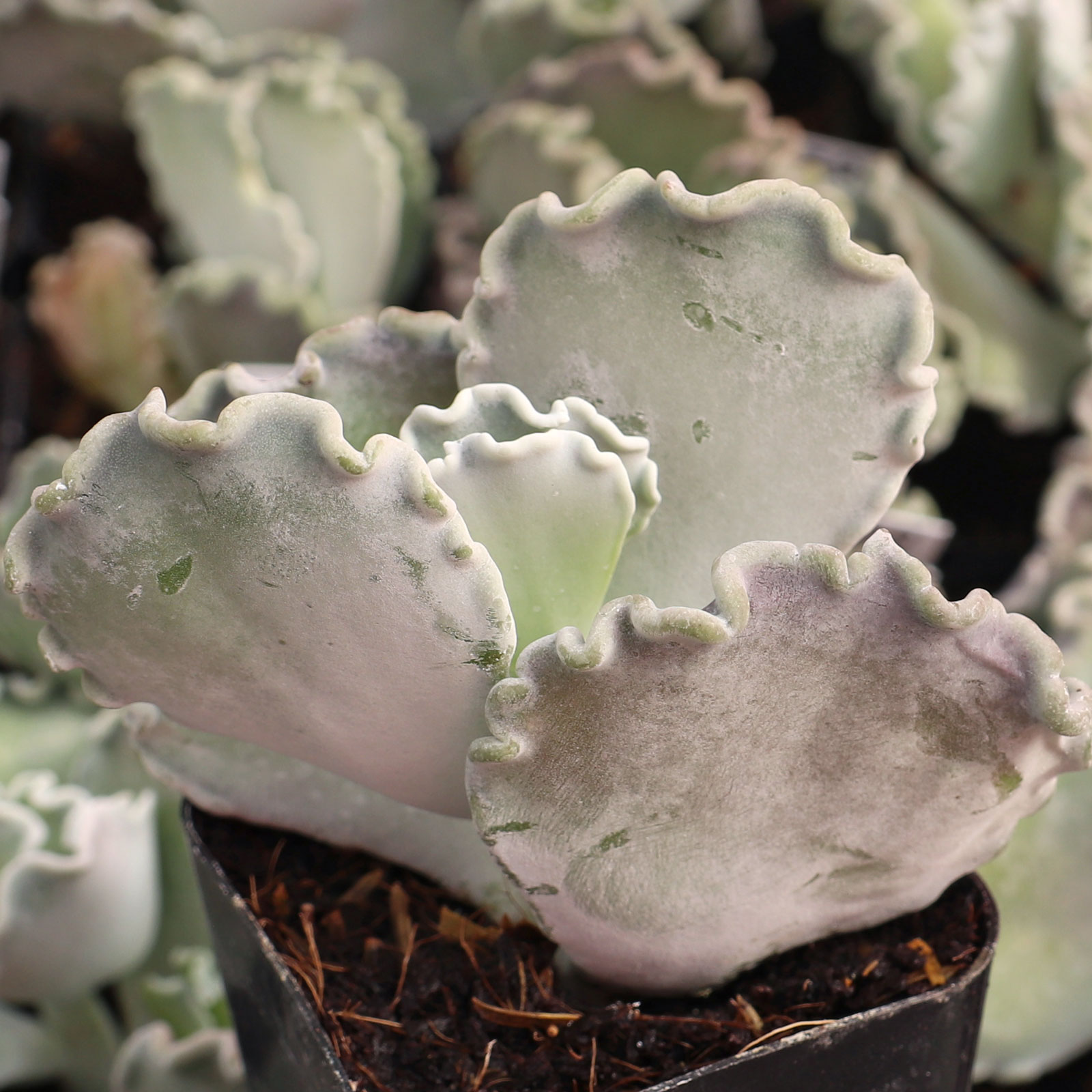 Cotyledon orbiculata 'Undulata' - Silver Ruffles [limited] Questions & Answers