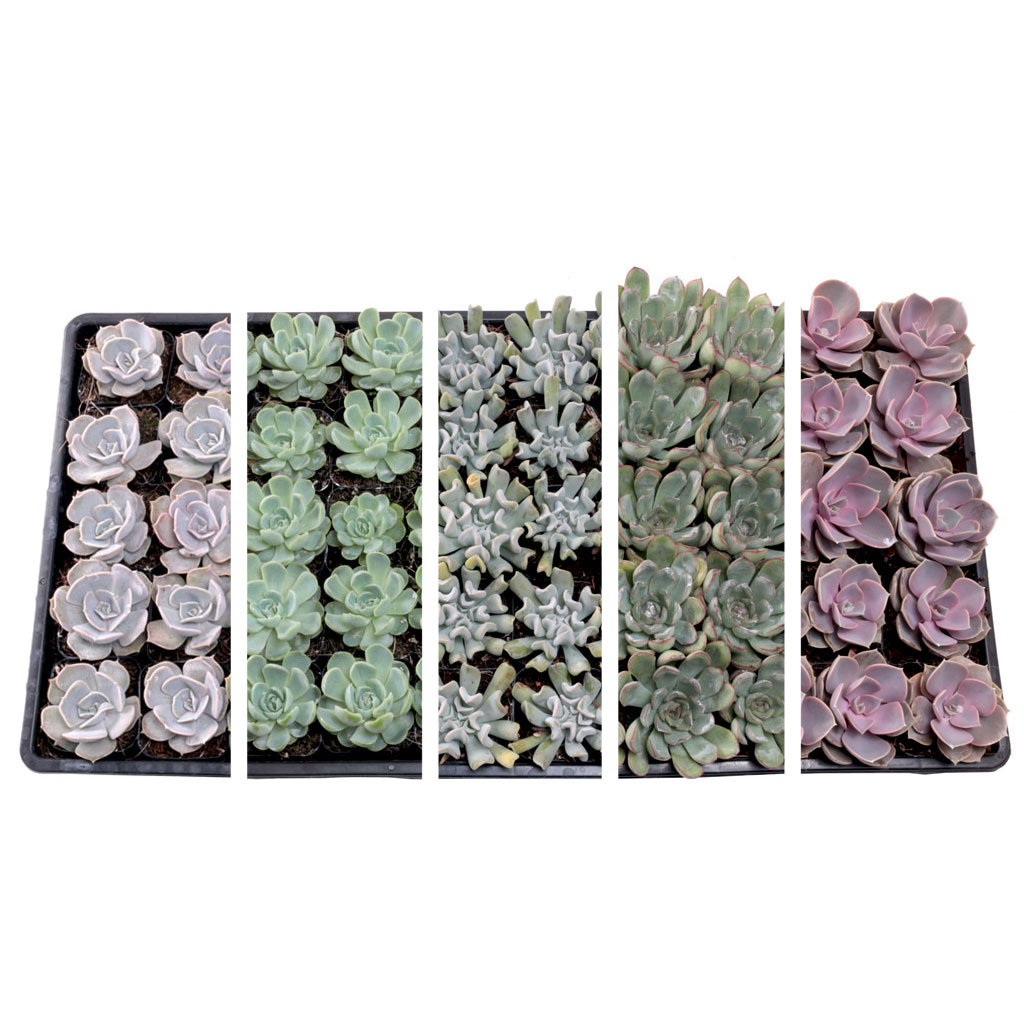 Echeveria Bulk 50 Tray - Single Type Flats - 2in Pots Questions & Answers