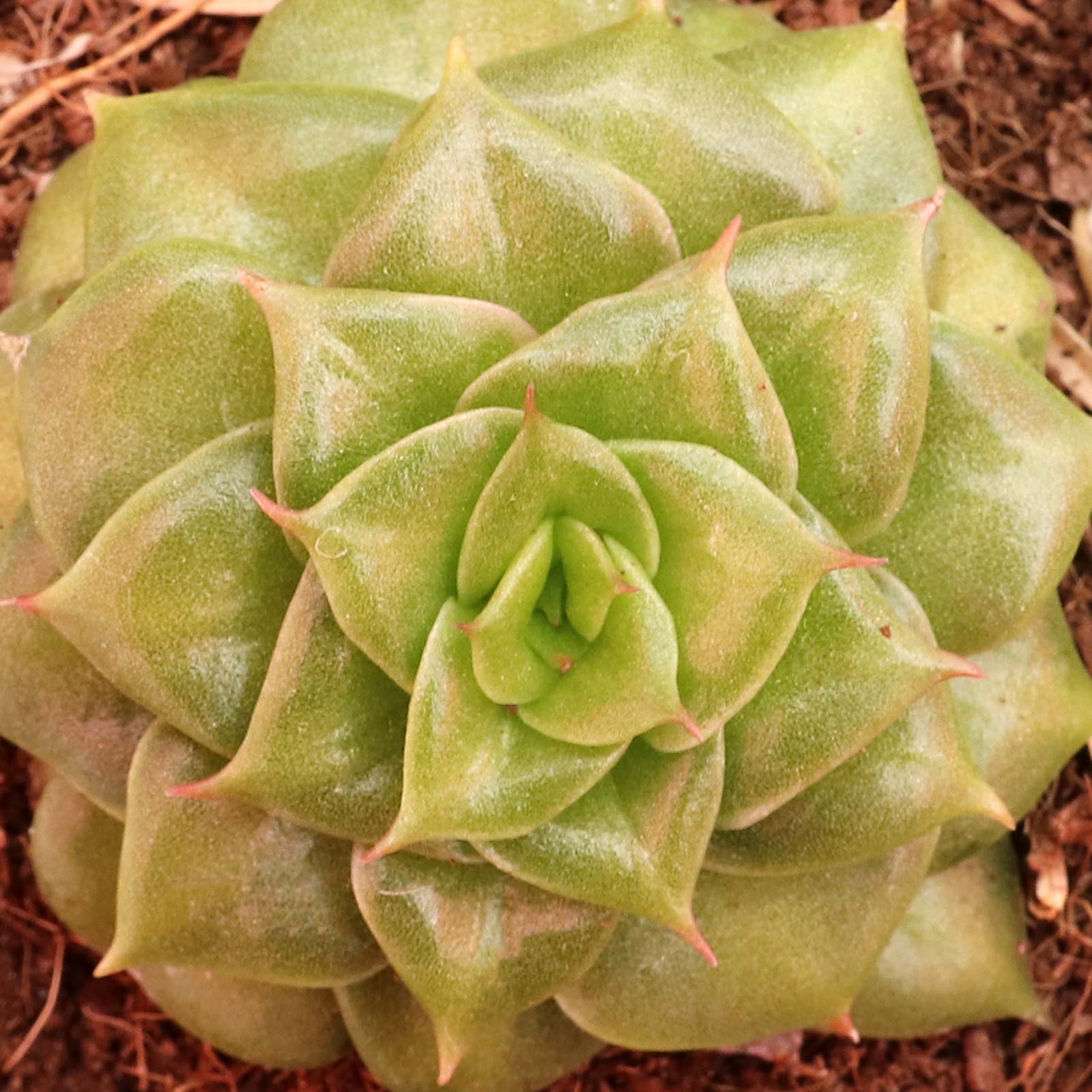 Echeveria 'Gold Flame' Questions & Answers