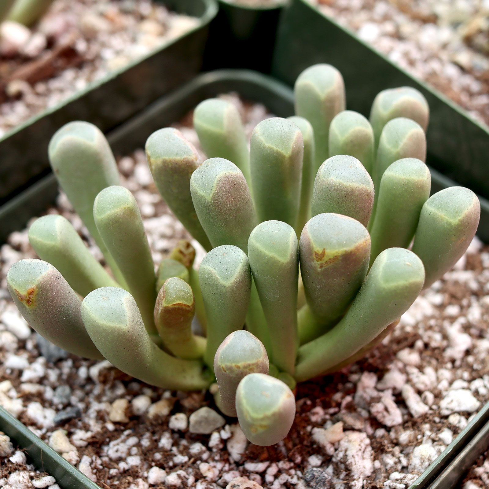 Fenestraria rhopalophylla - Baby Toes [large] Questions & Answers