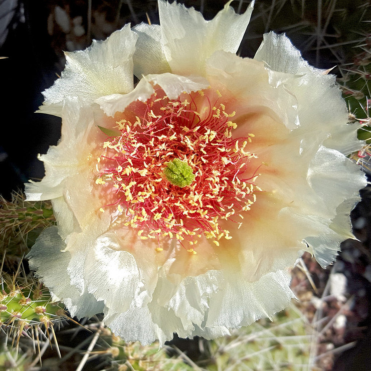 How do I plant the opuntia crystal?