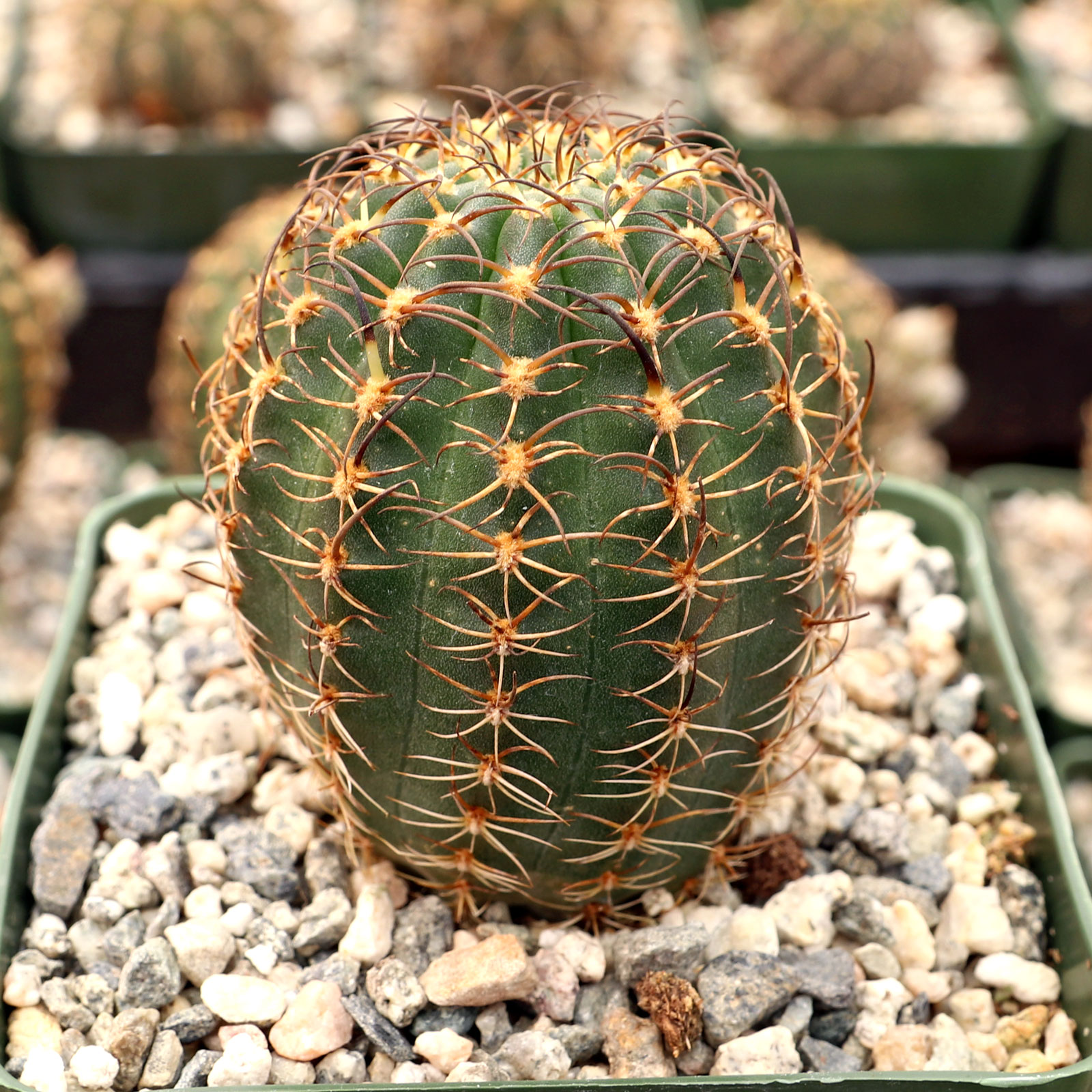 Echinopsis winteriana [large] Questions & Answers