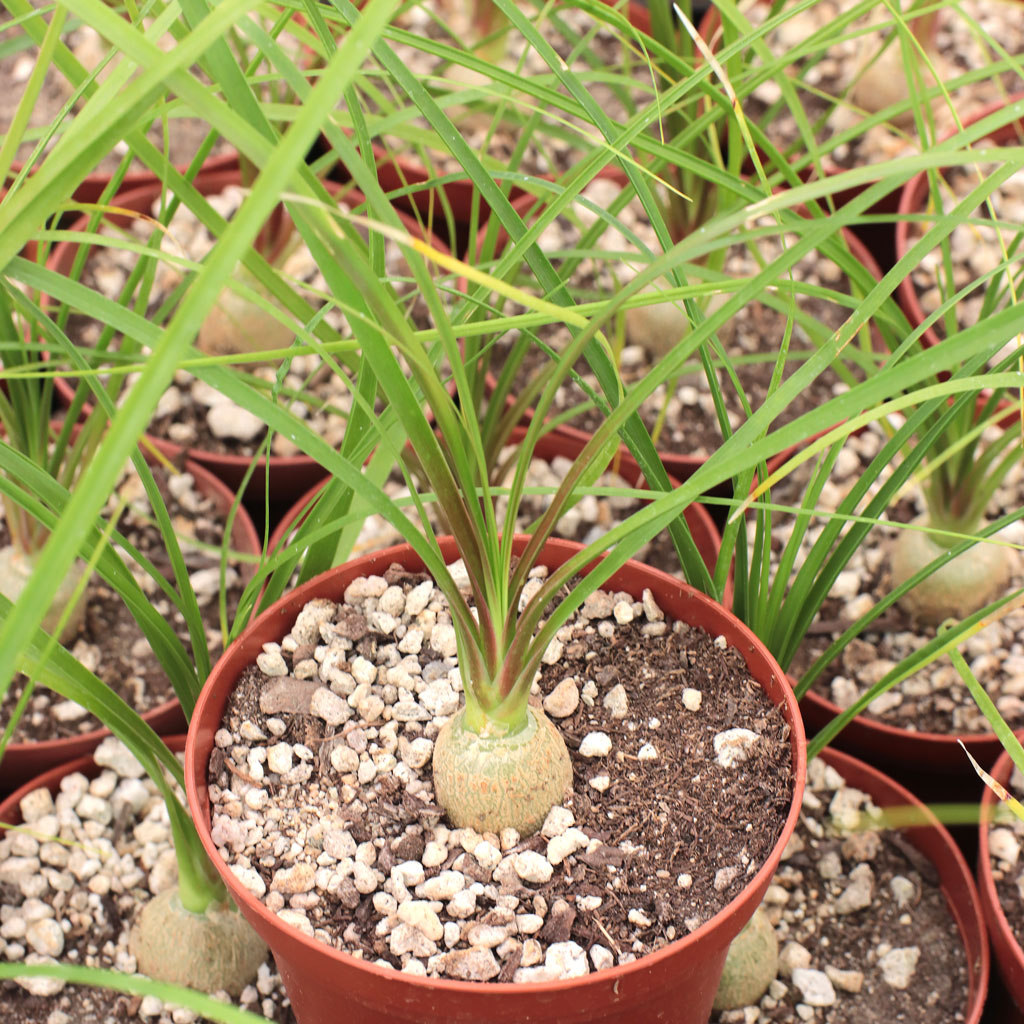 Beaucarnea recurvata - Ponytail Palm [large] Questions & Answers