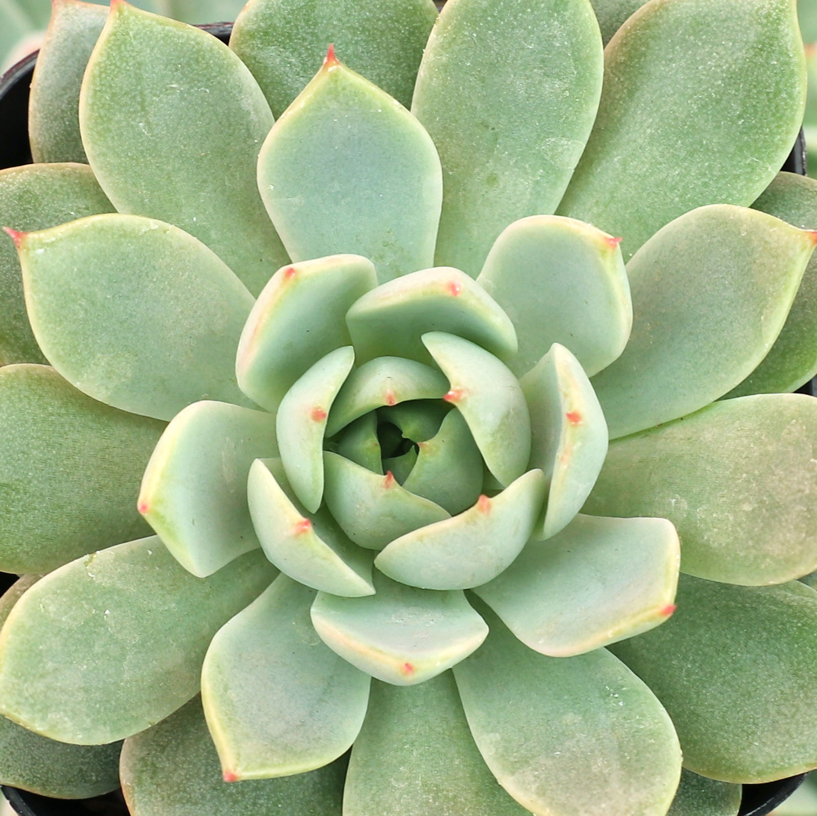 Echeveria 'Pampa' Questions & Answers