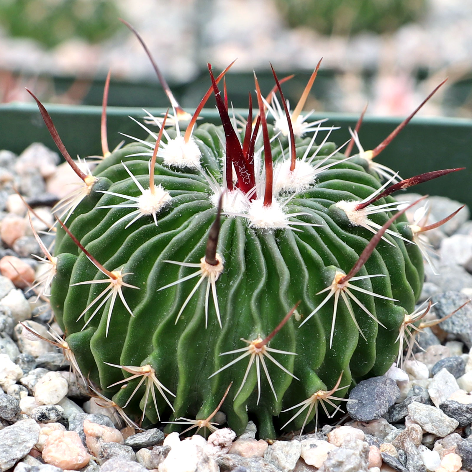 Stenocactus multicostatus - Brain Cactus [large] Questions & Answers