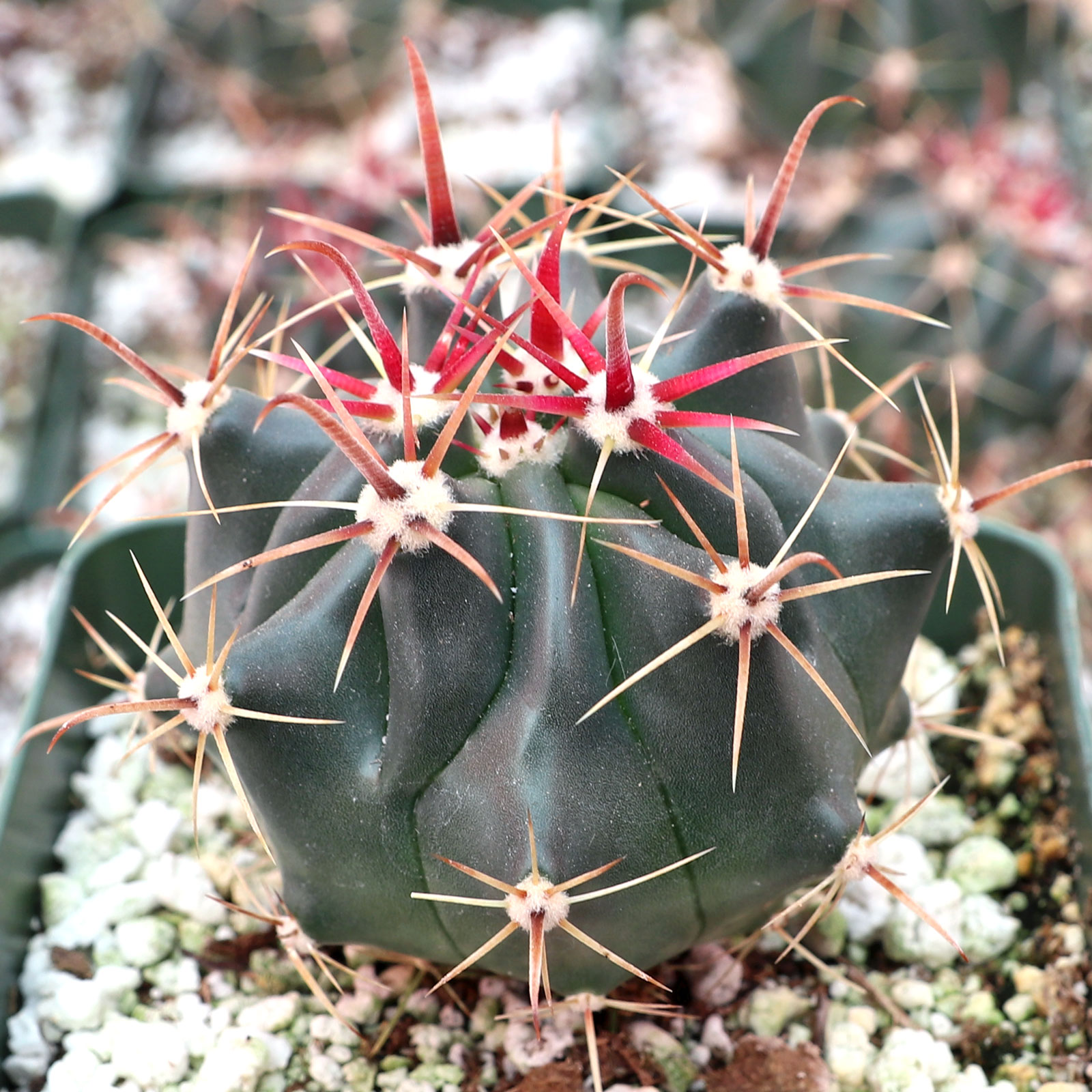 Ferocactus wislizeni ssp. herrerae - Twisted Barrel Cactus Questions & Answers