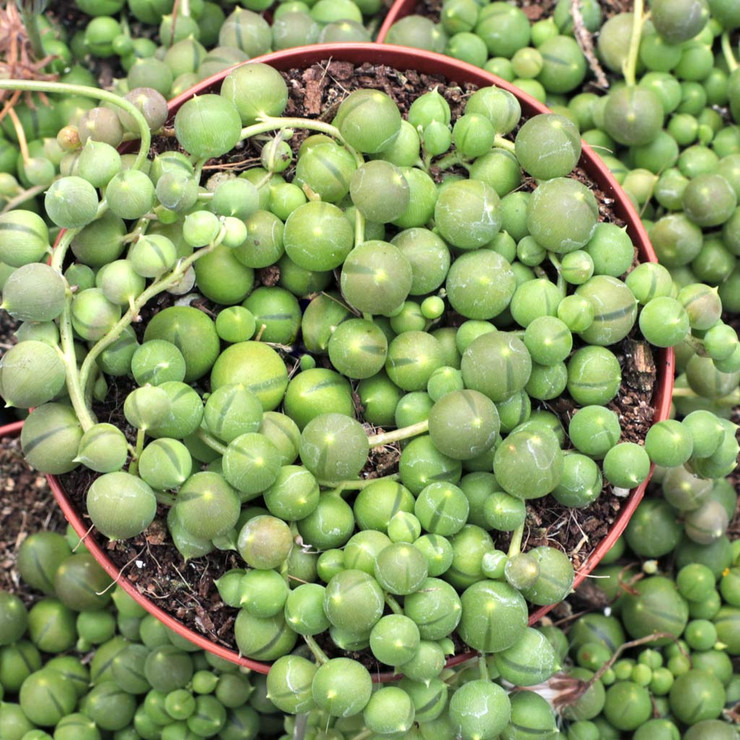 What’s the ideal soil mix to repot a string of pearls (Senecio rowleyanus)?