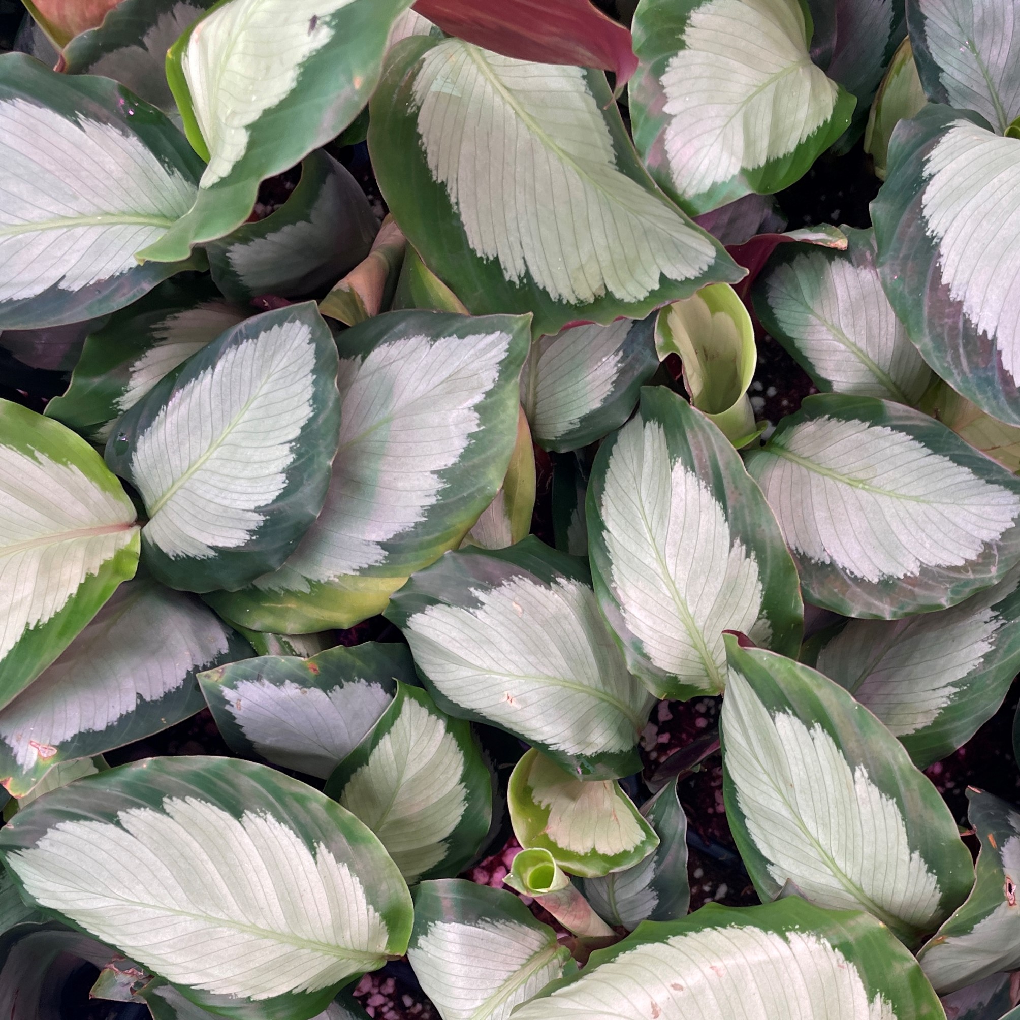 Calathea picturata - Silver Prayer Plant by Little Prince® [houseplant] Questions & Answers