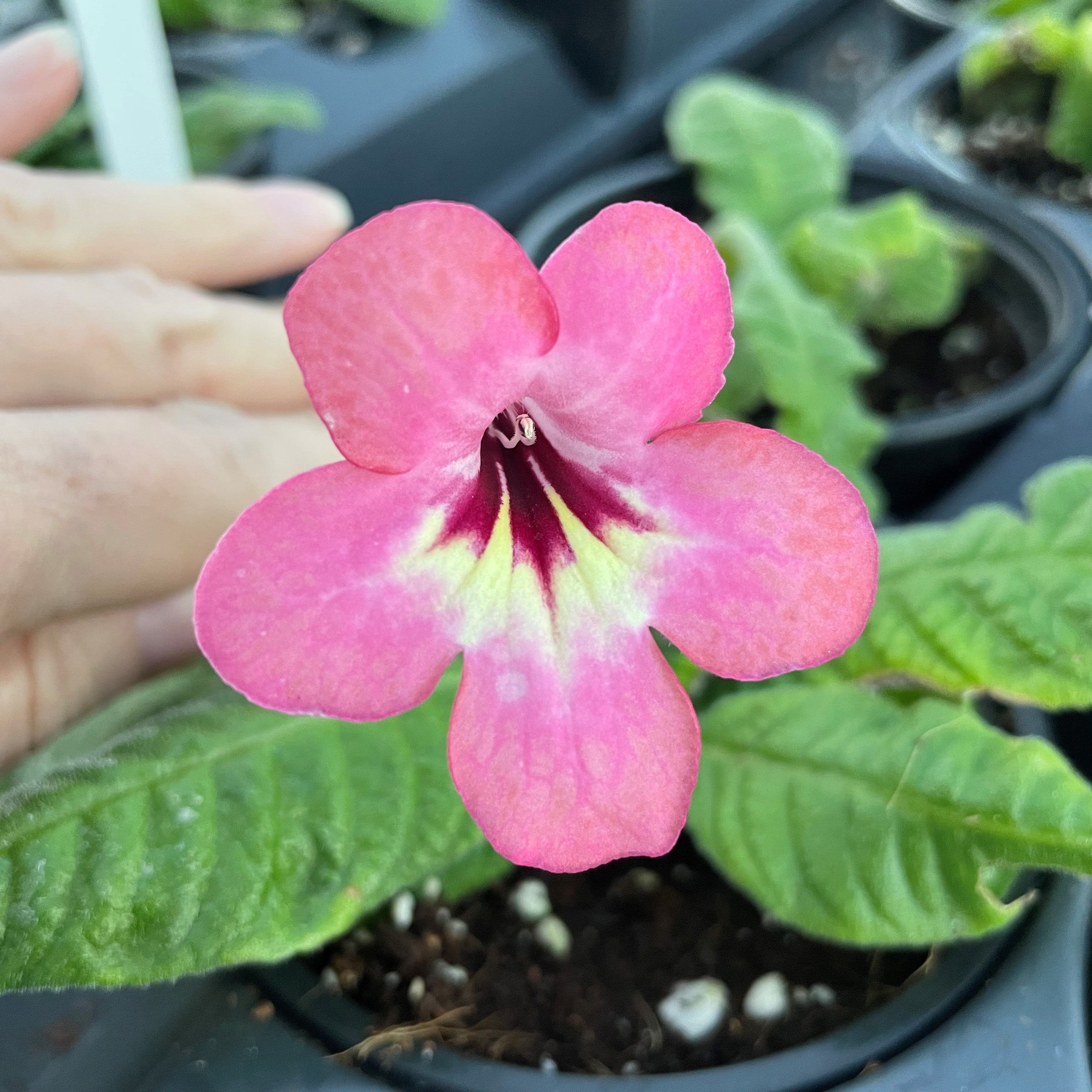 Streptocarpus 'Salmon Sunset' - Cape Primrose by Little Prince® [houseplant] Questions & Answers