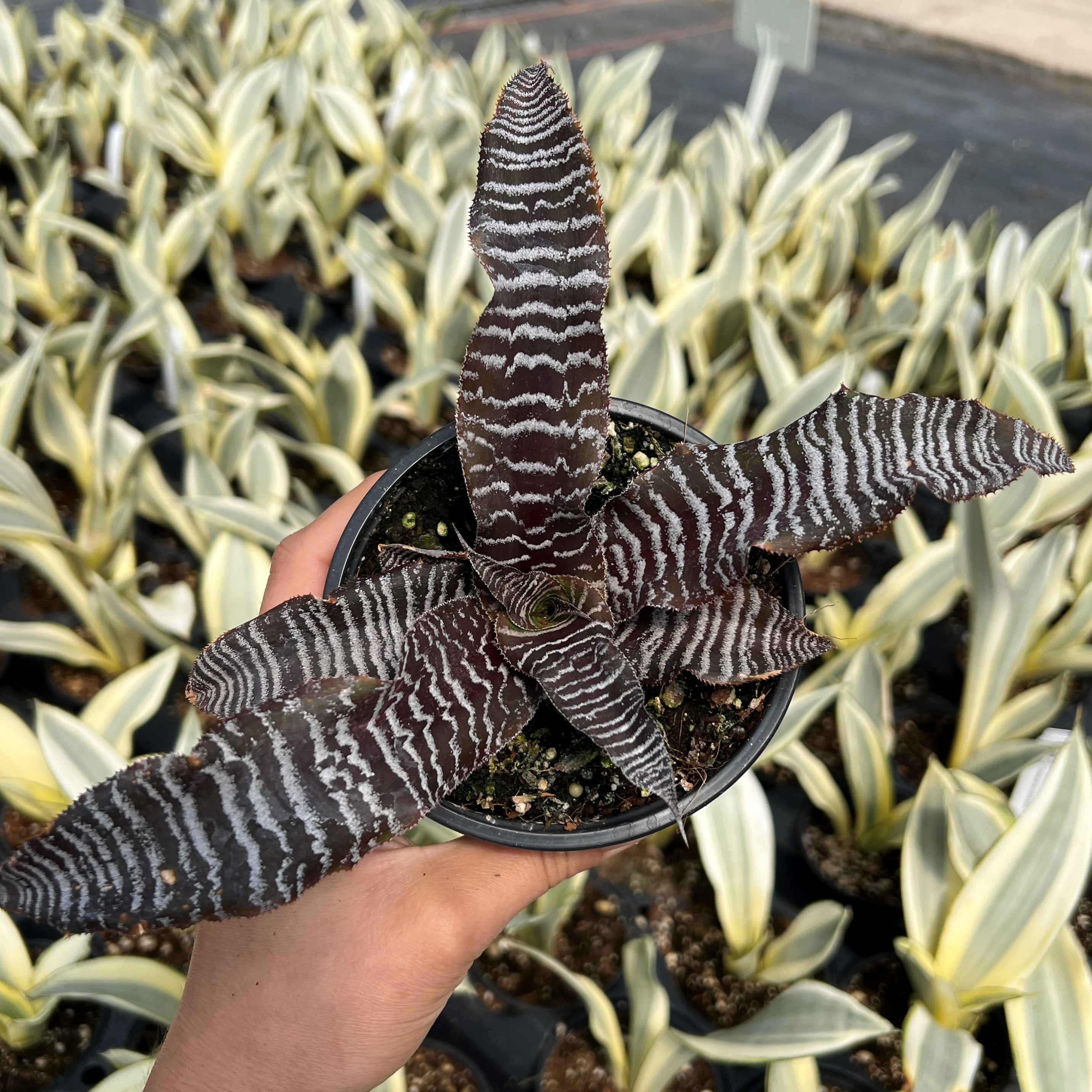 Cryptanthus 'Zebrinius' - Zebra Star by Little Prince® [houseplant] Questions & Answers