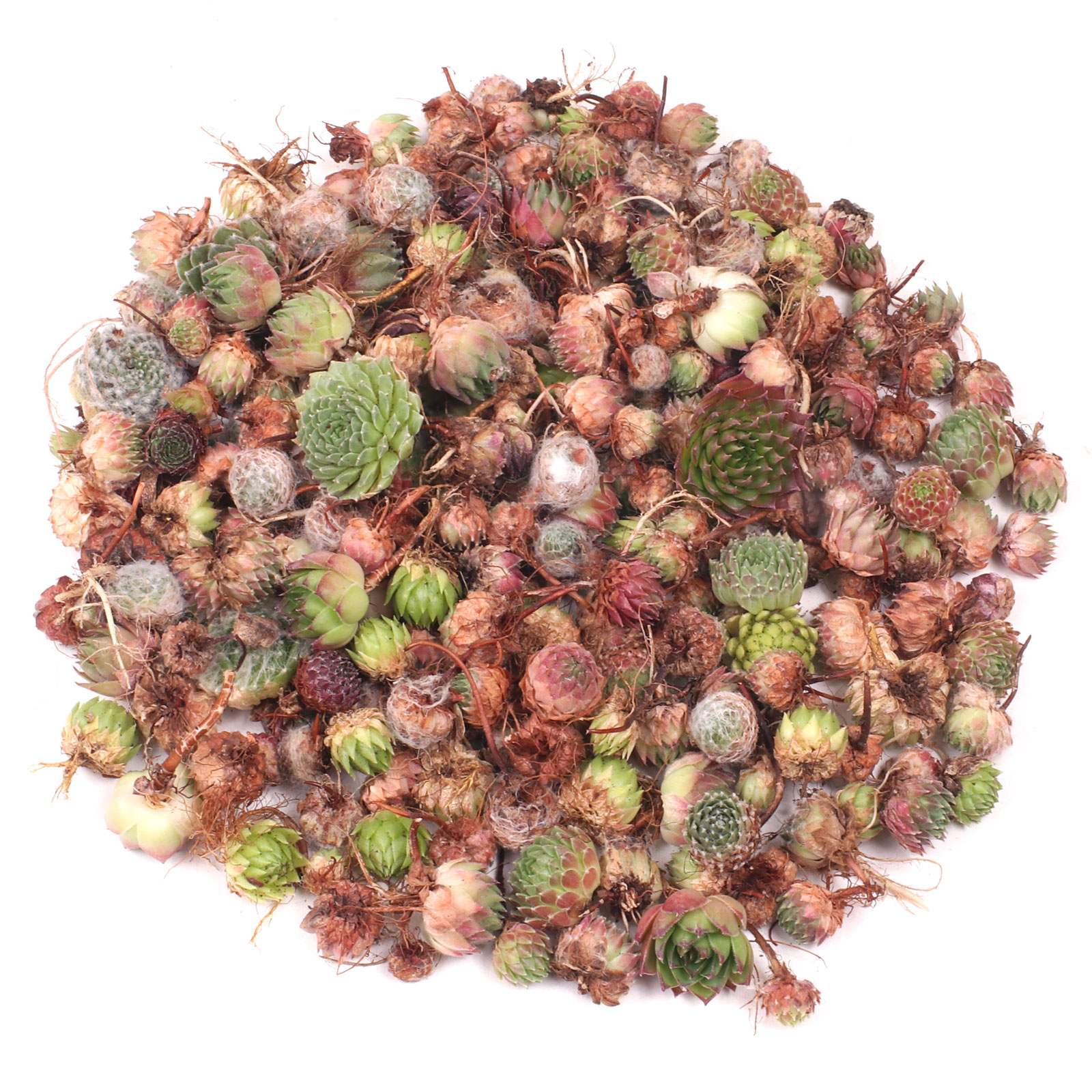 Mini Sempervivum (Hens & Chicks) Assorted Unrooted - 1/2 lb. Bag (200-250) Questions & Answers